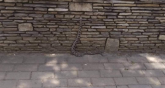 Αυτή είναι η οχιά που εντοπίστηκε στο Πάρκο Ανατολικής Θράκης στην Αλεξανδρούπολη.