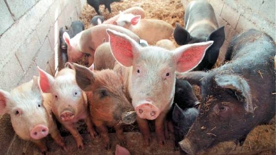 Κανένα κρούσμα αφρικανικής πανώλης σε χοίρους στον Έβρο