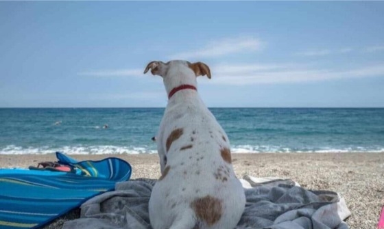 Ποτέ μην αφήσετε το σκύλο σας μόνο του!