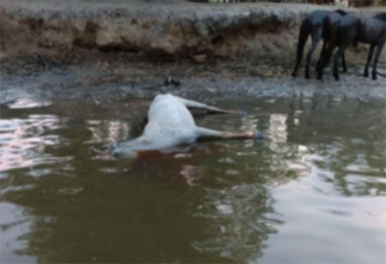 Τα νεκρά άλογα στο Δέλτα του Έβρου.