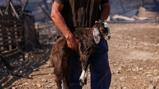 Να ενταχθούν όλοι οι πληγέντες κτηνοτρόφοι στις ενισχύσεις των ζωοτροφών ζητούν οι Κτηνοτρόφοι Έβρου.
