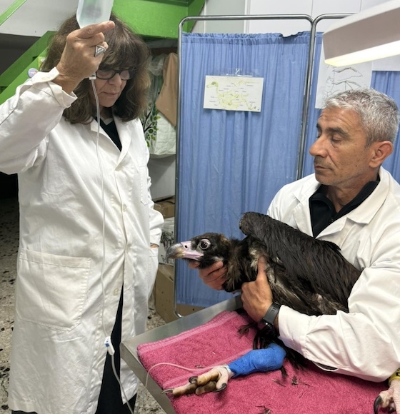Το πουλί βρέθηκε σε κατάσταση εξάντλησης.
