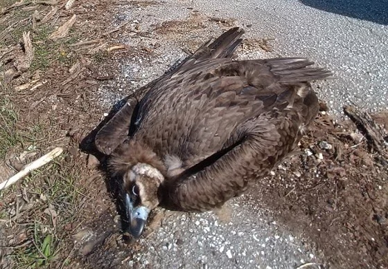 Είναι μεγάλη η πιθανότητα χρήσης δηλητηριασμένων δολωμάτων από ασυνείδητους.