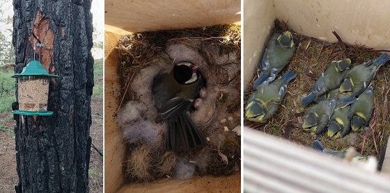 Πρόγραμμα για τα μικρόπουλα στις καμένες εκτάσεις του Δάσους Δαδιάς.