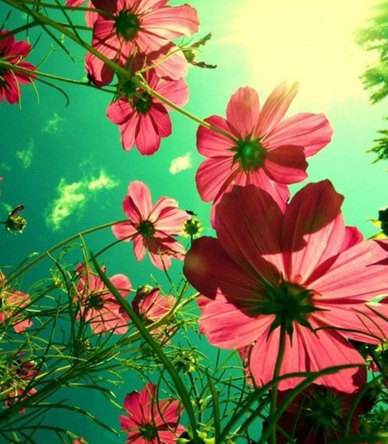 Έρχεται η 16η Ανθοκομική Έκθεση στην Ορεστιάδα