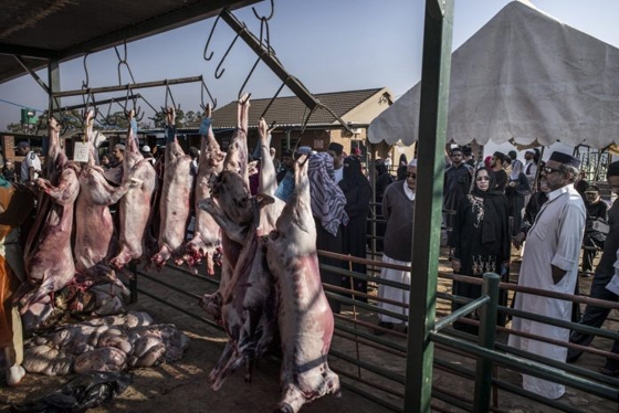 Επιτρεπτές μόνο σε πιστοποιημένες εγκαταστάσεις οι θρησκευτικές σφαγές ζώων χωρίς αναισθησία