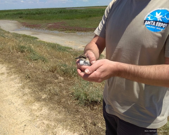 Η Αγκαθοκαλημάνα είναι ίσως το πιο "θορυβώδες" πουλί αυτή την περίοδο, καθώς υπερασπίζεται με πολύ σθένος τη φωλιά και τα μικρά της.