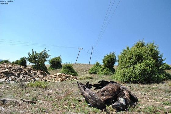  Το σημείο εύρεσης και τα τραύματα συνδέουν την αιτία θανάτου με ηλεκτροπληξία από το δίκτυο ηλεκτρικού ρεύματος μέσης τάσης.