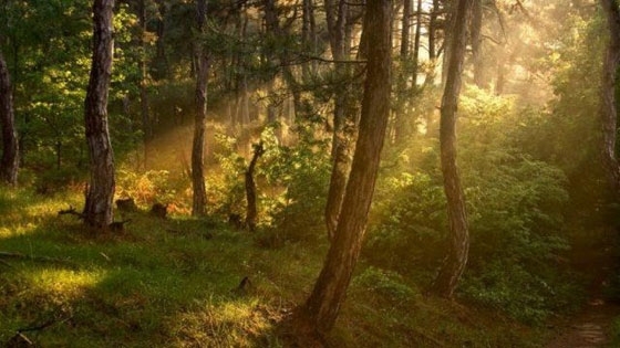 Αλεξανδρούπολη: Αλλαγή ημερομηνίας υποβολής δηλώσεων εφαρμογής στο πλαίσιο των Κανονισμών Δάσωσης Γεωργικών Γαιών