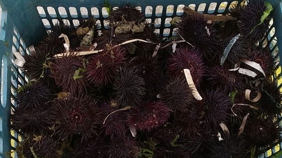 Ο αχινός θεωρείται ως είδος προς εξαφάνιση σε όλη την Ελλάδα.