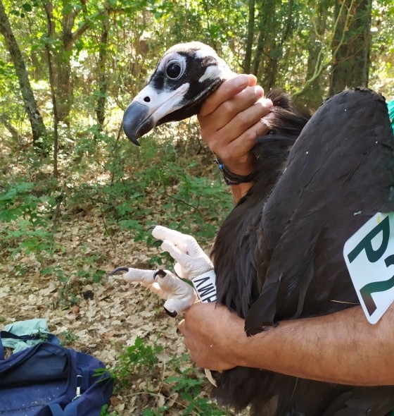 Εθνικό Πάρκο Δάσους Δαδιάς: 20 χρόνια κλείνει φέτος το πρόγραμμα δακτυλίωσης νεοσσών Μαυρόγυπα