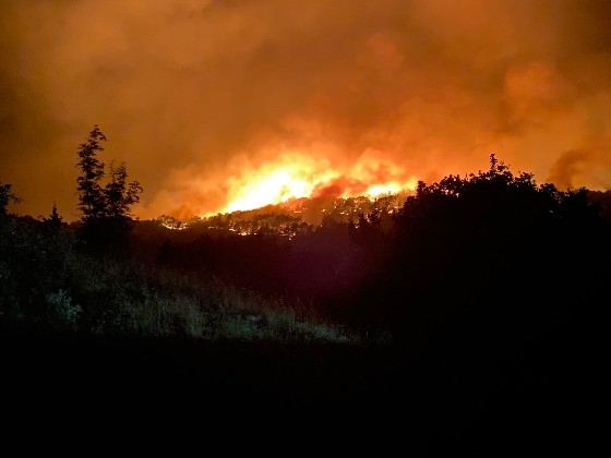 WWF Ελλάς: "Οδυνηρή οικολογική καταστροφή στη Δαδιά"