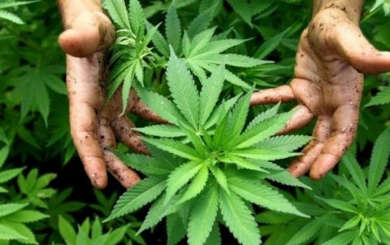 Με 1 εκ ευρώ θα χρηματοδοτηθεί έρευνα για την βιομηχανική κάνναβη στον Έβρο