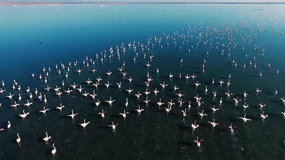 Trakya’da Evros Deltası’ndaki flamingolarla birlikte uçuyoruz