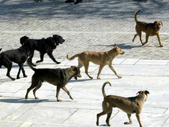113.000 ευρώ σε Αλεξανδρούπολη, Ορεστιάδα & Σουφλί για καταφύγια αδέσποτων