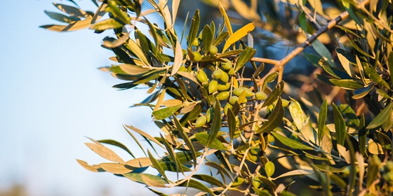 Βάζουν παγίδες για τον δάκο σε Μάκρη, Μαρώνεια και Σαμοθράκη