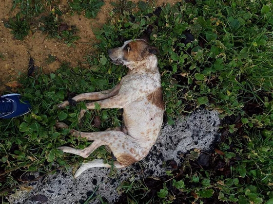 Βρέθηκε δολοφονημένος ο σκύλος που είχε χαθεί στο Δωρικό Έβρου
