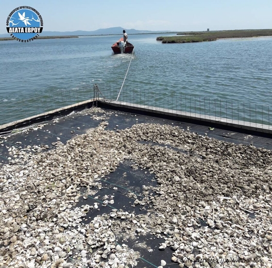 Εξέδρα αναπαραγωγής γλαρονιών τοποθετήθηκε στο Δέλτα του Έβρου (φώτο)