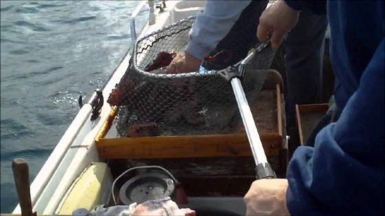 Αλεξανδρούπολη: Κατασχέθηκαν 135 κιλά χταπόδια λόγω παράνομης αλιείας