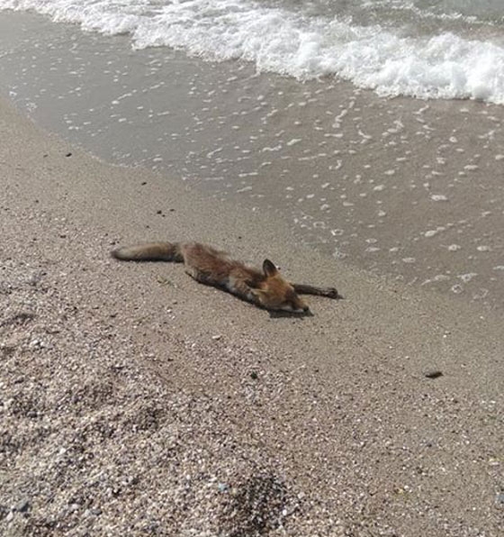 Σώθηκε το μικρό αλεπουδάκι που βρέθηκε σε παραλία των Δικέλλων