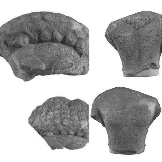 Δύο τμήματα αρχαϊκών κούρων θα εκτεθούν στην μόνιμη έκθεση του Αρχαιολογικού Μουσείου Αλεξανδρούπολης