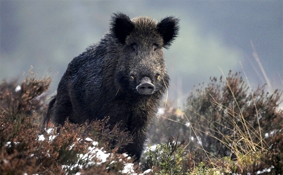 Εστίες αφρικανικής πανώλης στη Βουλγαρία, βόρεια της Θράκης.