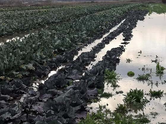 Οι πλημμυρισμένες καλλιέργειες στον δήμο Σουφλίου (Φωτο: Δημήτρης Δαρούσης)