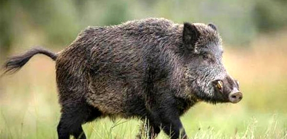 Οδηγίες για την πανώλη των χοίρων λίγο πριν ανοίξει το κυνήγι