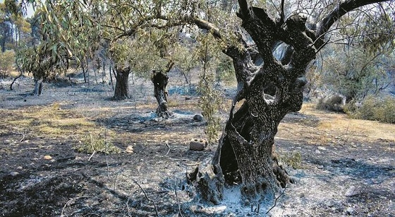 Ο ελαιώνας της Μάκρης δέχθηκε ισχυρό πλήγμα με τις πυρκαγιές του 2023.