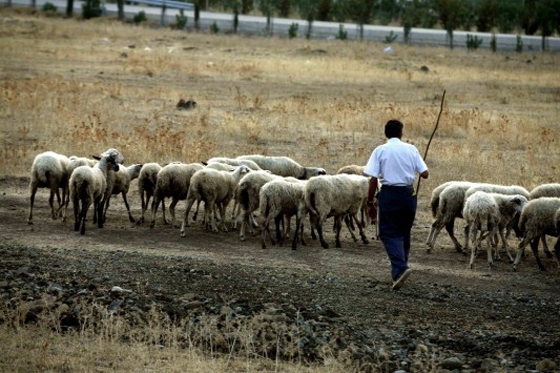 Υποχρεωτική η συνεργασία με κτηνίατρο για τους αιγοπροβατοτρόφους