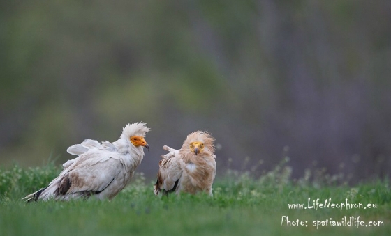Ο Ασπροπάρης είναι το πιο μικρό από τα 4 είδης γύπα που αναπαράγονται στην Ελλάδα