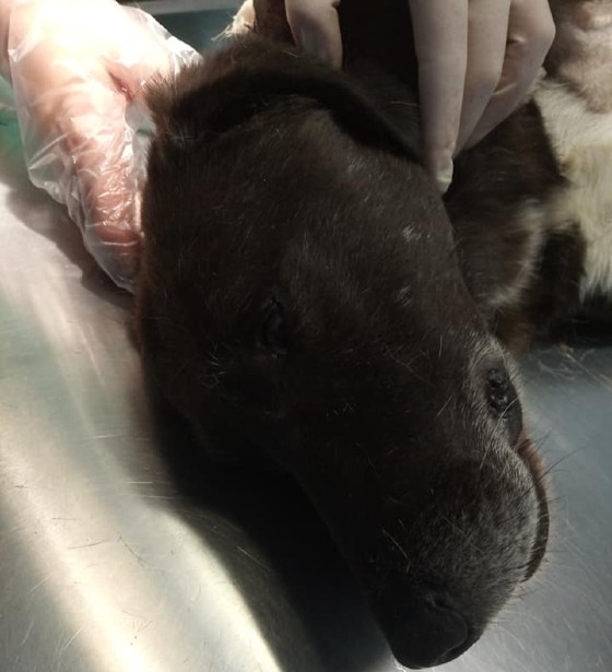 Κτηνωδία στην Αλεξανδρούπολη: Μαχαίρωσαν αδέσποτο σκύλο (φωτο)