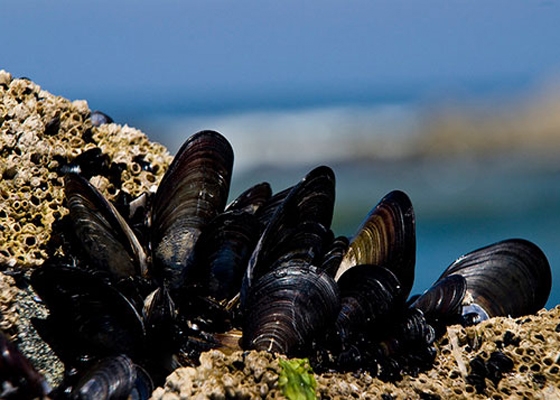 Αίρονται τα περιοριστικά μέτρα στις ζώνες αλιείας Ζώντων Δίθυρων Μαλακίων