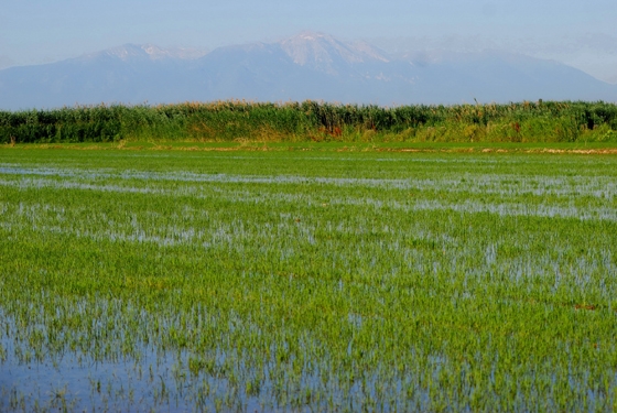 Αυξητική τάση παρουσιάζει η ορυζοκαλλιέργεια στον Έβρο