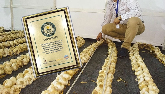 Trakya Guiness ‘sarımsak rekoru’ ödülüne kavuştu