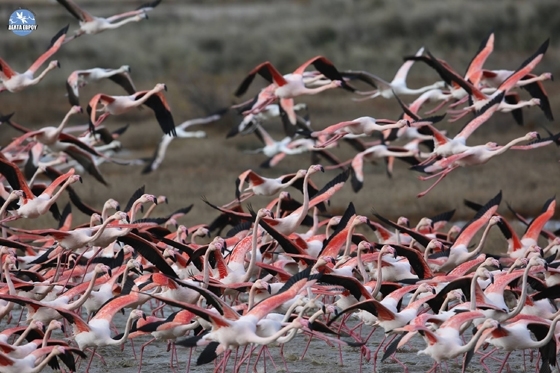 Flamingolar Evros’a geri döndü