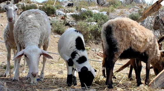 Επτά έκτακτα μέτρα για την ευλογιά ανακοίνωσε το Υπουργείο Αγροτικής Ανάπτυξης.