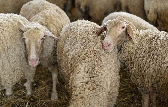 Τα νέα μέτρα ισχύουν για τον βόρειο Έβρο και τη Σαμοθράκη.