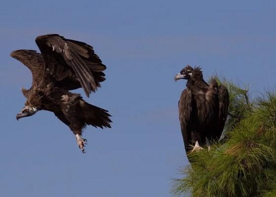 Νέες φωλιές για τους Μαυρόγυπες στη Δαδιά, από τον ΟΦΥΠΕΚΑ.