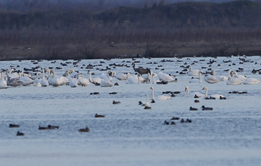 Αποτελεί τη μέγιστη μέτρηση που έχει γίνει στο Δέλτα Έβρου και στην Ελλάδα γενικότερα.