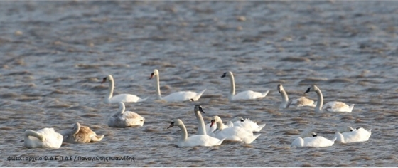 Ξαναγύρισε ο Βουβόκυκνος 6 χρόνια μετά στο Δέλτα