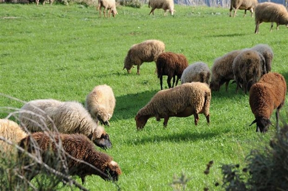 Με έγκριση Δασάρχη επιλέξιμος ένας βοσκότοπος.
