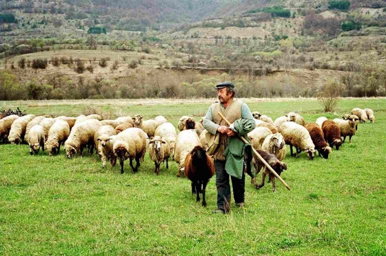 Παράταση πληρωμής των οφειλών των κτηνοτρόφων 