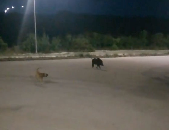 Περιστέρια, γάτες και τώρα αγριογούρουνο εθεάθη να περιδιαβαίνει την είσοδο του Νοσοκομείου Αλεξανδρούπολης