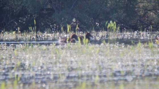 Γεννητούρια στο Δέλτα του Έβρου.