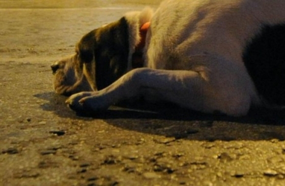 Επαναλαμβανόμενα περιστατικά δηλητηρίασης ζώων.