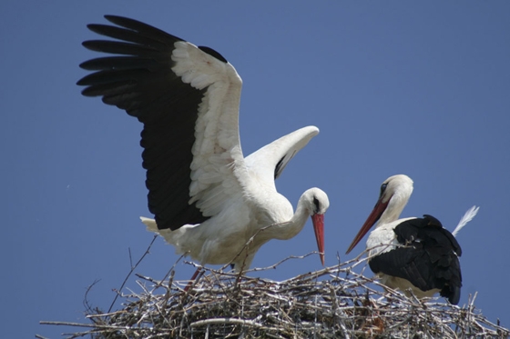 Αίτημα για δημιουργία «Χωριού Πελαργών» στον Πόρο.