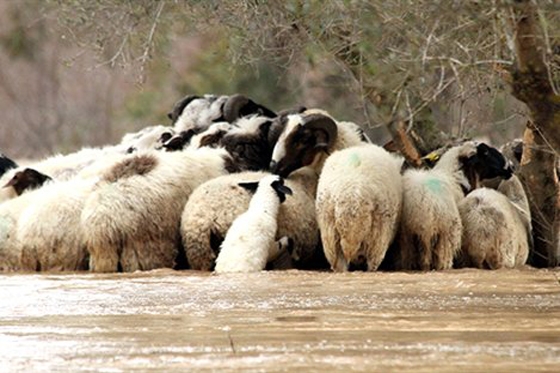 Έβρος: Μέχρι το Πάσχα οι πρώτες αποζημιώσεις για ζωικό κεφάλαιο.