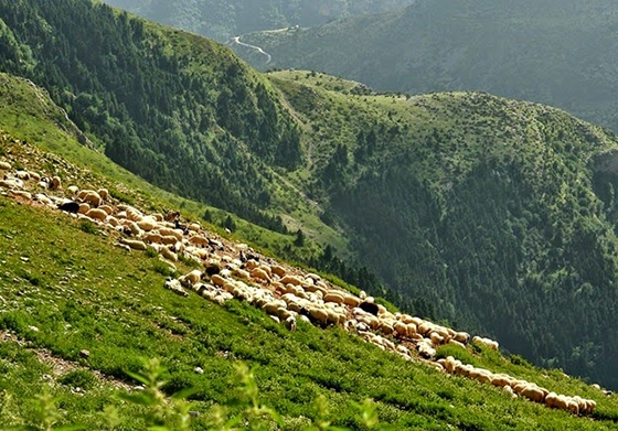 Το 15ο Διεθνές Συνέδριο του υποδικτύου των FAO–CIHEAM για τους βοσκότοπους στην Ορεστιάδα