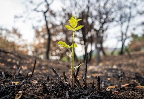 Δάσος της Δαδιάς. Φωτογραφία: Ηλίας Γρηγοριάδης